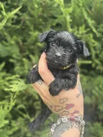 Nova, a female Yorkshire Terrier for sale in Marietta, GA – 2 of 9