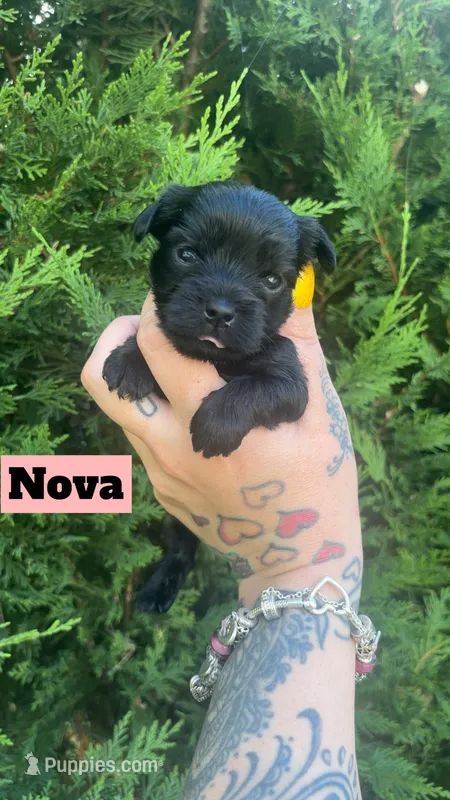 Nova – Yorkshire Terrier puppy for sale in Marietta, GA