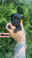 Nova, a female Yorkshire Terrier for sale in Marietta, GA – 3 of 9