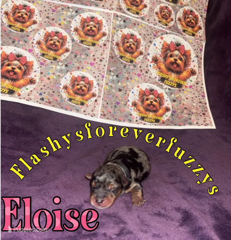 Eloise – Yorkshire Terrier puppy for sale in Marietta, GA