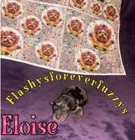 Eloise, a female Yorkshire Terrier for sale in Marietta, GA – 1 of 5