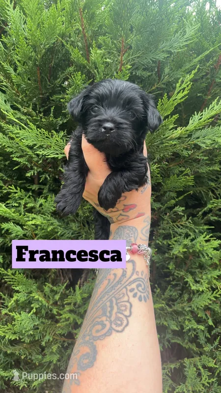 Francesca – Yorkshire Terrier puppy for sale in Marietta, GA