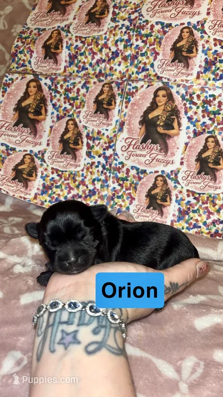 Orion – Yorkshire Terrier puppy for sale in Marietta, GA