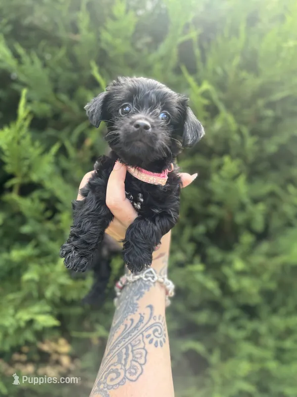 Luna – Yorkshire Terrier puppy for sale in Marietta, GA