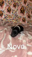 Nova, a female Yorkshire Terrier for sale in Marietta, GA – 1 of 2