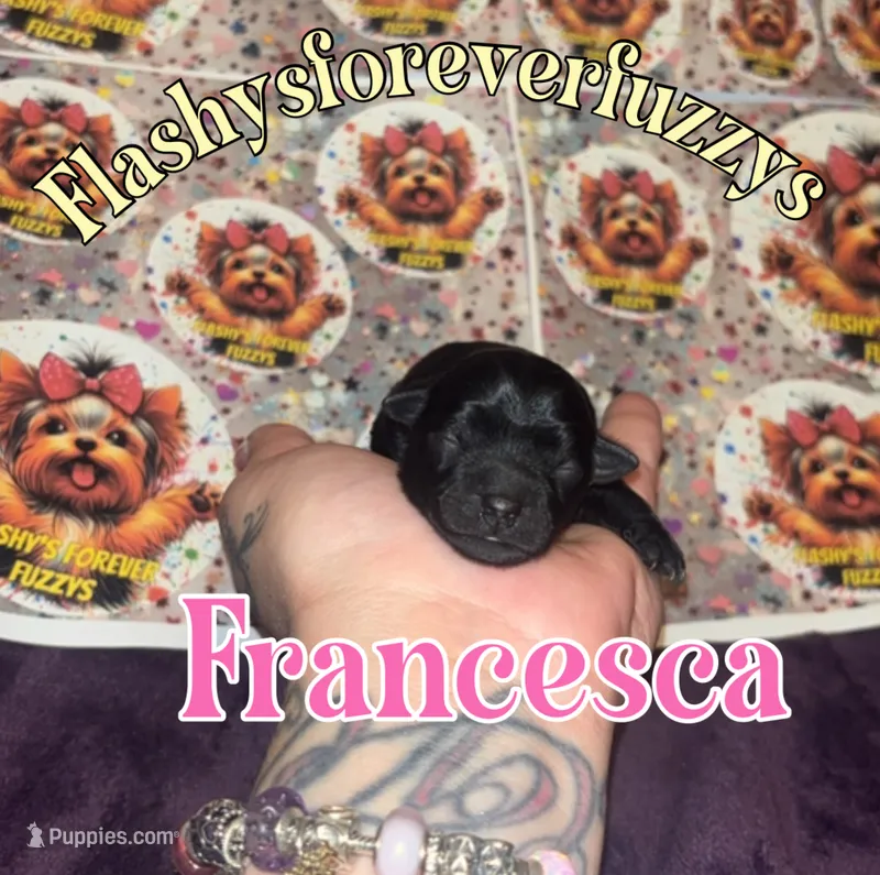 Francesca – Yorkshire Terrier puppy for sale in Marietta, GA