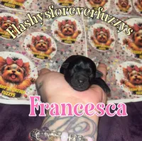 Francesca, a female Yorkshire Terrier for sale in Marietta, GA – 1 of 4