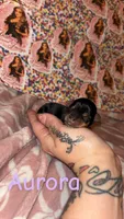 Aurora, a female Yorkshire Terrier for sale in Marietta, GA – 1 of 2