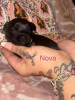 Nova, a female Yorkshire Terrier for sale in Marietta, GA – 5 of 9