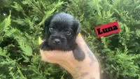 Luna, a female Yorkshire Terrier for sale in Marietta, GA – 8 of 10