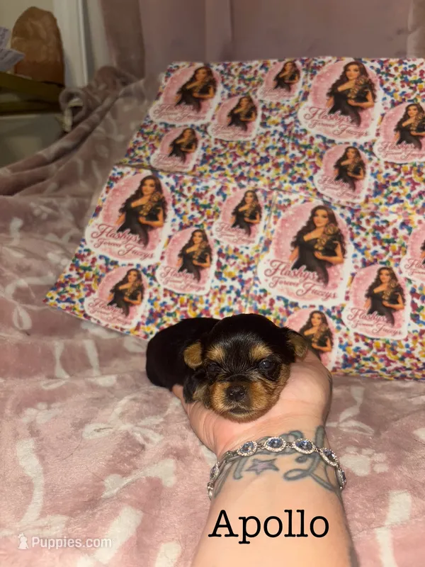 Apollo – Yorkshire Terrier puppy for sale in Marietta, GA