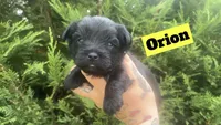 Orion, a male Yorkshire Terrier for sale in Marietta, GA – 4 of 7