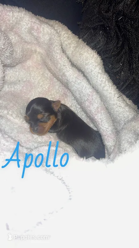 Apollo – Yorkshire Terrier puppy for sale in Marietta, GA