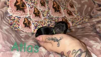 Atlas, a male Yorkshire Terrier for sale in Marietta, GA – 2 of 2