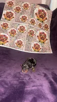 Eloise, a female Yorkshire Terrier for sale in Marietta, GA – 2 of 5