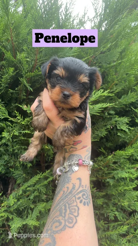 Penelope – Yorkshire Terrier puppy for sale in Marietta, GA