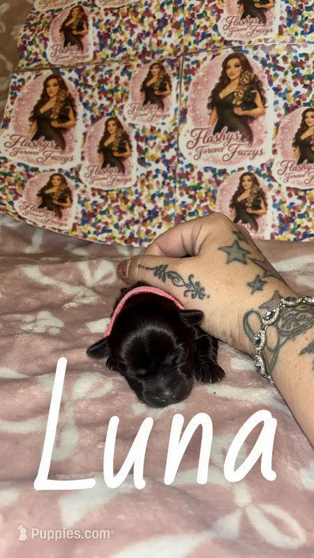 Luna – Yorkshire Terrier puppy for sale in Marietta, GA
