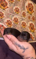 Penelope, a female Yorkshire Terrier for sale in Marietta, GA – 4 of 6