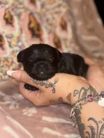 Nova, a female Yorkshire Terrier for sale in Marietta, GA – 9 of 9