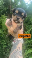 Jupiter, a male Yorkshire Terrier for sale in Marietta, GA – 4 of 10