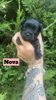 Nova, a female Yorkshire Terrier for sale in Marietta, GA – 4 of 9