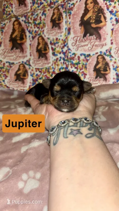 Jupiter – Yorkshire Terrier puppy for sale in Marietta, GA