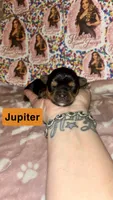 Jupiter, a male Yorkshire Terrier for sale in Marietta, GA – 7 of 10