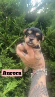 Aurora, a female Yorkshire Terrier for sale in Marietta, GA – 3 of 9