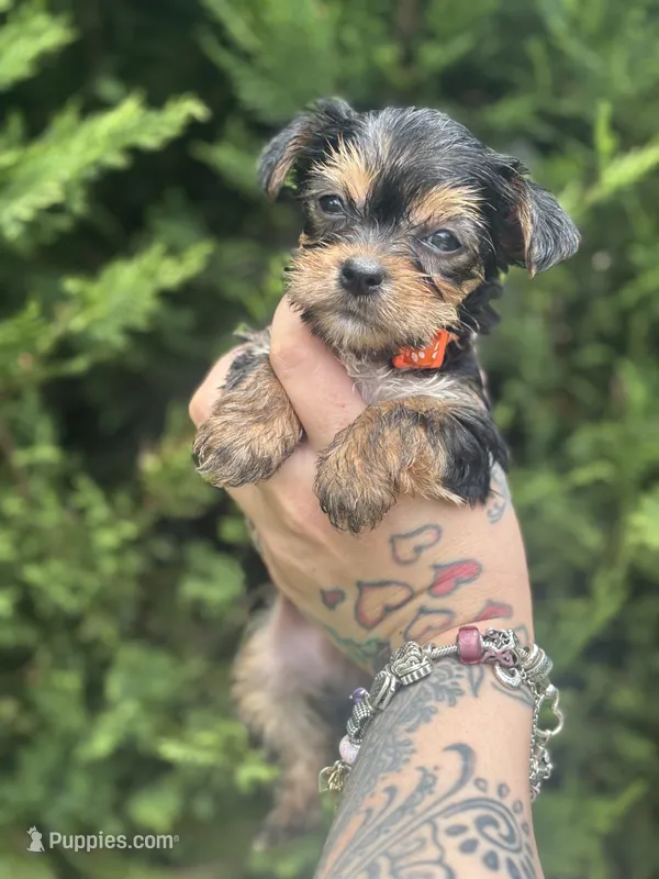 Jupiter – Yorkshire Terrier puppy for sale in Marietta, GA