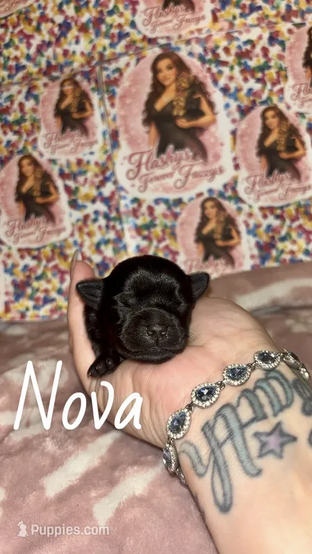 Nova – Yorkshire Terrier puppy for sale in Marietta, GA