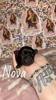 Nova, a female Yorkshire Terrier for sale in Marietta, GA – 7 of 9
