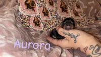 Aurora, a female Yorkshire Terrier for sale in Marietta, GA – 2 of 2