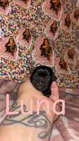 Luna, a female Yorkshire Terrier for sale in Marietta, GA – 2 of 2