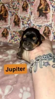 Jupiter, a male Yorkshire Terrier for sale in Marietta, GA – 10 of 10