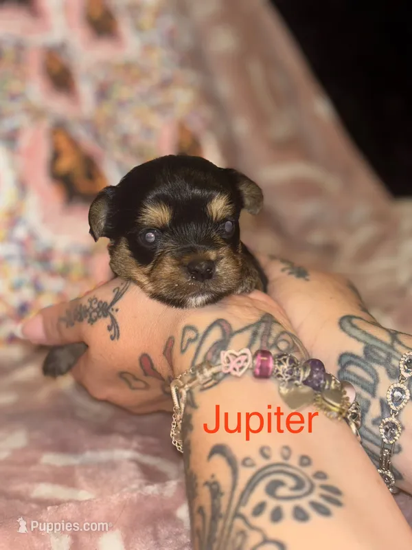 Jupiter – Yorkshire Terrier puppy for sale in Marietta, GA