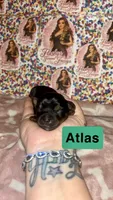 Atlas, a male Yorkshire Terrier for sale in Marietta, GA – 8 of 10
