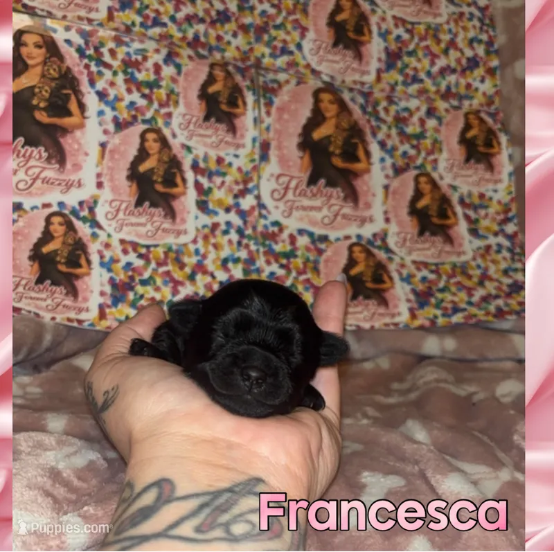Francesca – Yorkshire Terrier puppy for sale in Marietta, GA