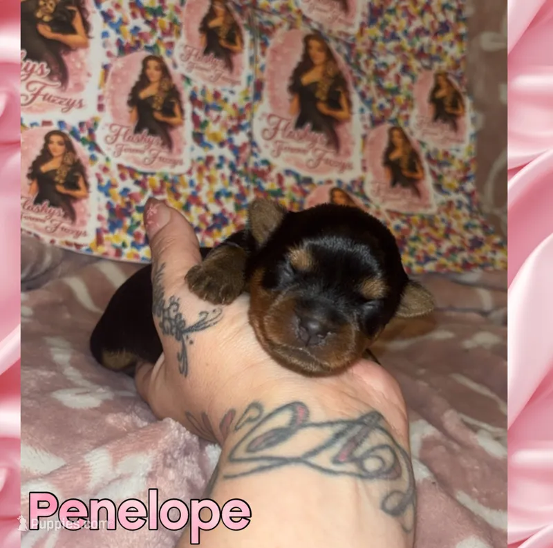 Penelope – Yorkshire Terrier puppy for sale in Marietta, GA