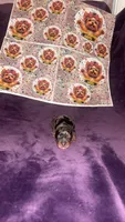 Eloise, a female Yorkshire Terrier for sale in Marietta, GA – 3 of 5