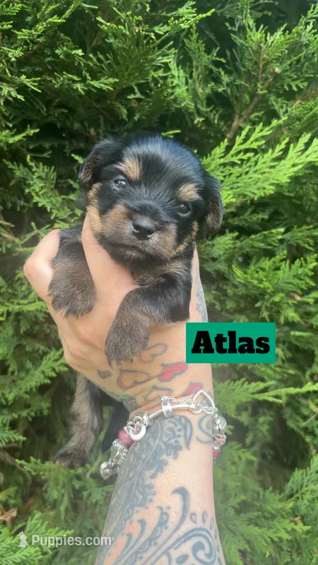 Atlas – Yorkshire Terrier puppy for sale in Marietta, GA