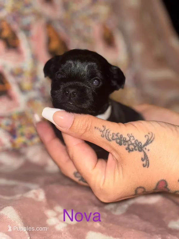 Nova – Yorkshire Terrier puppy for sale in Marietta, GA