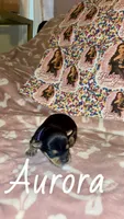 Aurora, a female Yorkshire Terrier for sale in Marietta, GA – 9 of 9