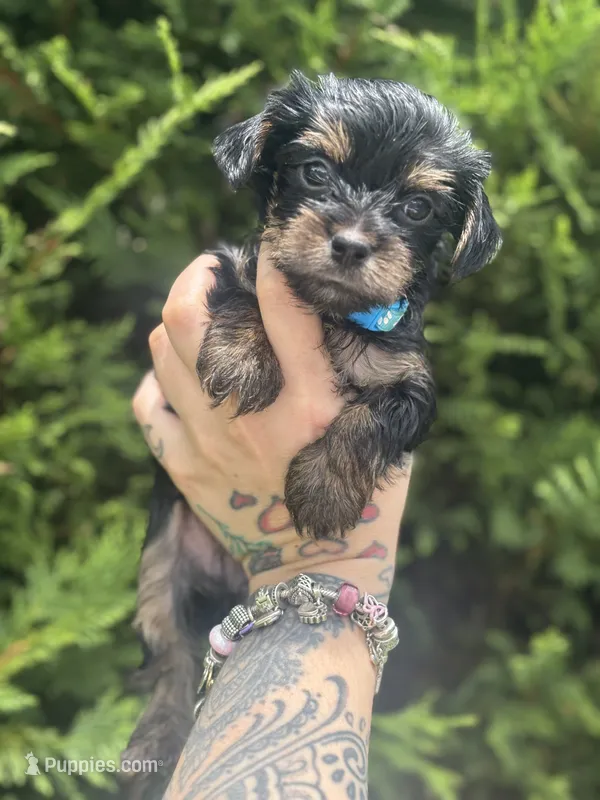 Atlas – Yorkshire Terrier puppy for sale in Marietta, GA
