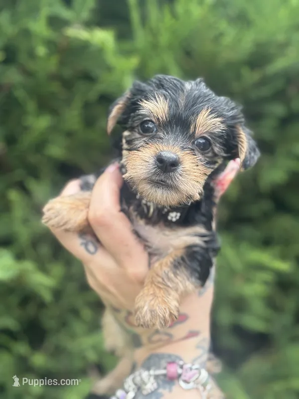Aurora – Yorkshire Terrier puppy for sale in Marietta, GA