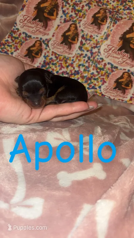 Apollo – Yorkshire Terrier puppy for sale in Marietta, GA