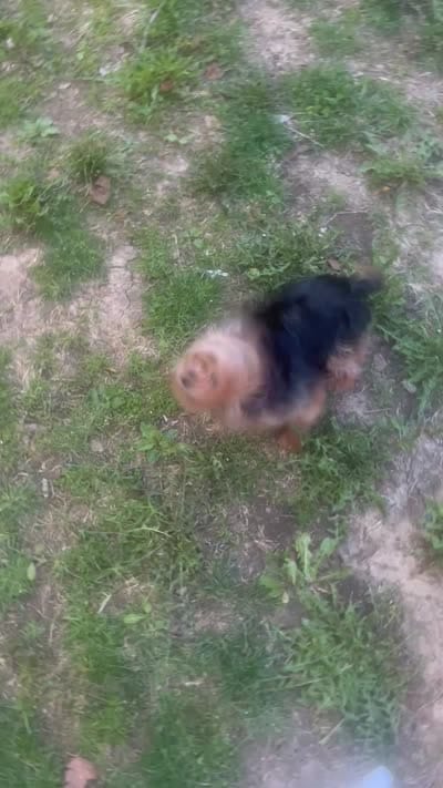 Sir pumpkin pie , a male Yorkshire Terrier for sale in Columbus, OH – 3 of 4
