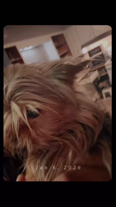 Sir pumpkin pie , a male Yorkshire Terrier for sale in Columbus, OH – 4 of 4