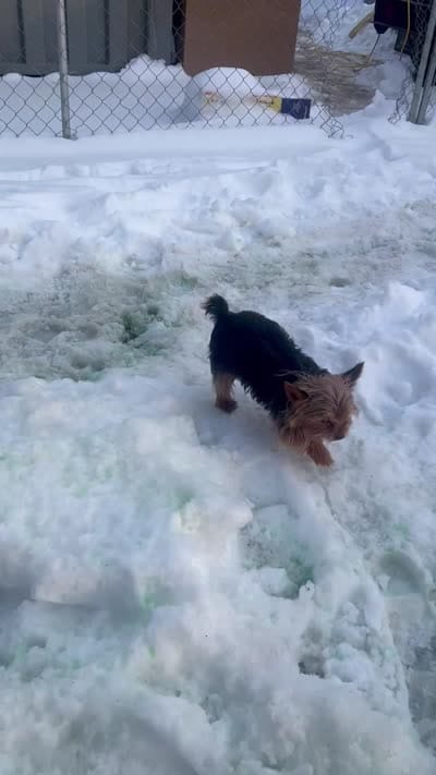 Sir pumpkin pie , a male Yorkshire Terrier for sale in Columbus, OH – 2 of 4