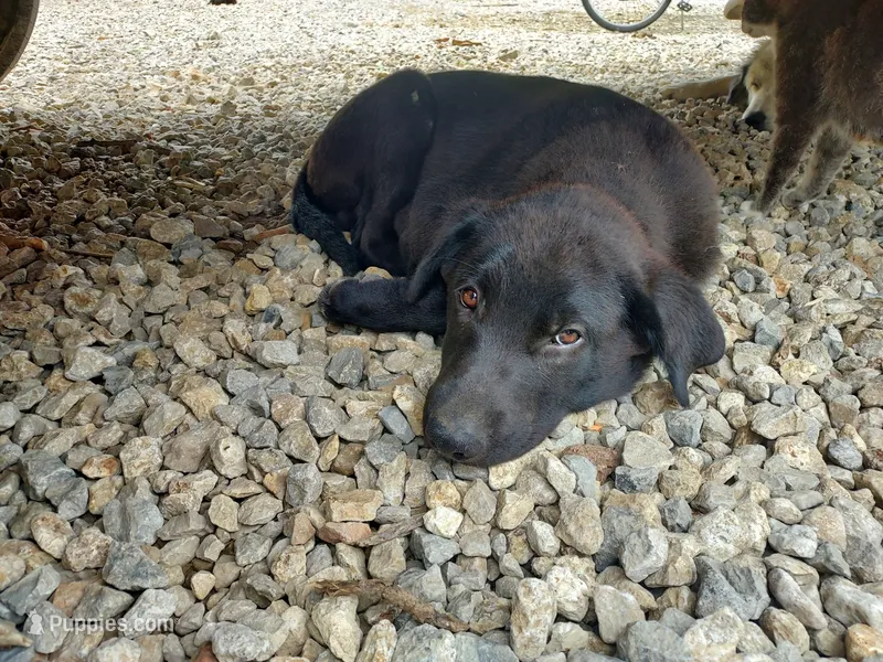 Hazel – Great Pyrenees, Labrador Retriever puppy for sale in Bronson, KS