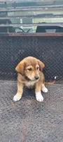 Peanut, a male Great Pyrenees and Labrador Retriever for sale in Bronson, KS – 2 of 3